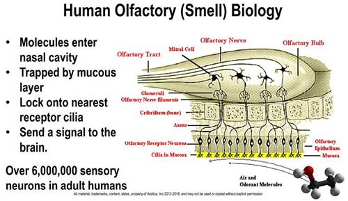 human olfactory