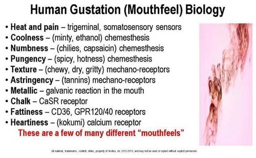 mouthfeel biology
