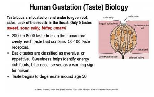 taste biology